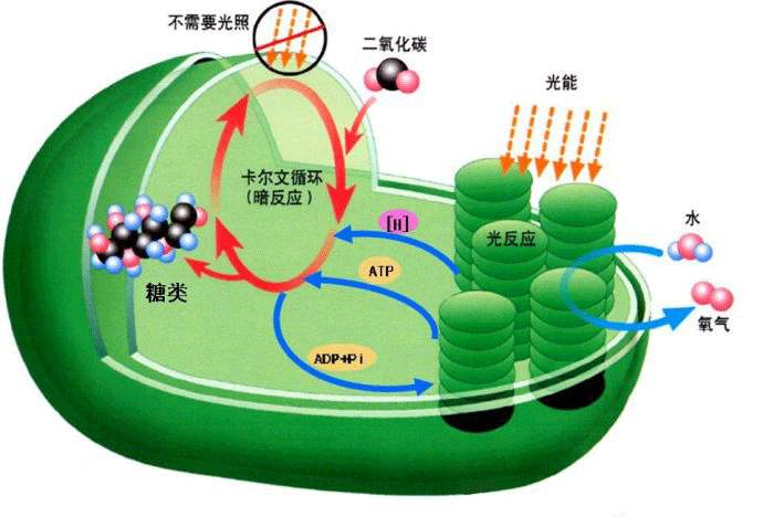 ������òⶨ��